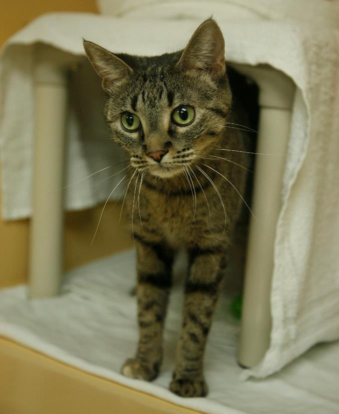 Gnocchi, 2 year old DSH Gnocchi is a roly-poly little dumpling you ll find hard to resist. Naturally, this 2-year-old DSH has a saucy side but she s also purrfectly content to cuddle.