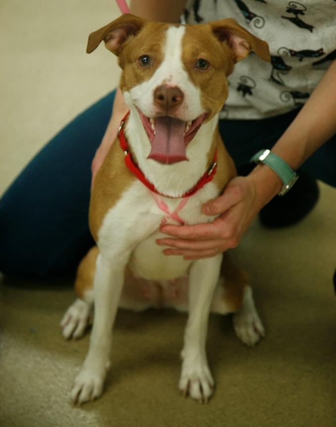 edu) to set up a first date with this scrumptious little lady. Juliet, 1 year old Juliet is a lovable, spunky Brittany spaniel mix that is approximately 1 year old.