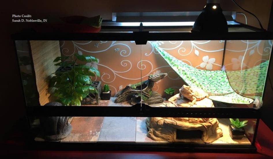 Habitat & Substrate Bearded dragons require a glass terrarium with a screen top (minimum 40g breeder).