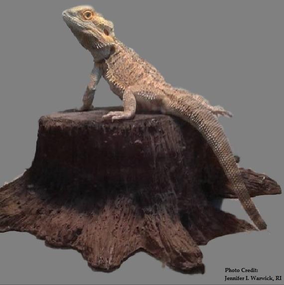 Temperature & Lighting Bearded dragons require a heat light and a UVB light. Do not use a heat rock as these tend to burn reptiles.