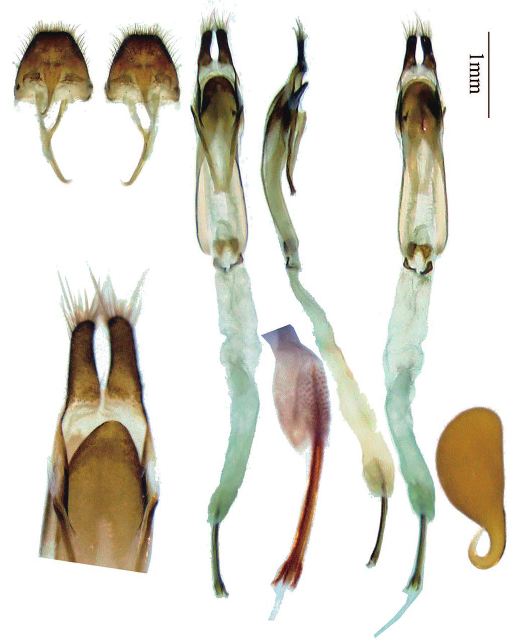 Lin, M.-Y. 11a 11c 13 12a 14 12b 12c 15 Figures 11 15. Terminalia of Glenea linwenhsini sp. nov. 11 13. male genitalia. 11. tergite VIII and sternites VIII & IX. 12. male genitalia. 13. showing apex of ventral plate and lateral lobes of tegmen.