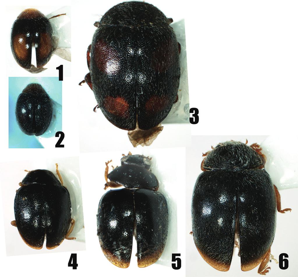 Five New Species of Scymnini from East Asia 223 Figs. 1 6. Habitus of Scymnini. 1 2, Scymnus (Keiscymnus) kimon sp. nov.; 3, Scymnus (Neopullus) yotsuhoshi sp. nov.; 4, Sasajiscymnus kuriharai sp.