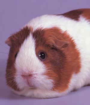 Pet Profiles There are thirteen breeds of domestic guinea pig. There are even more crossbreeds.