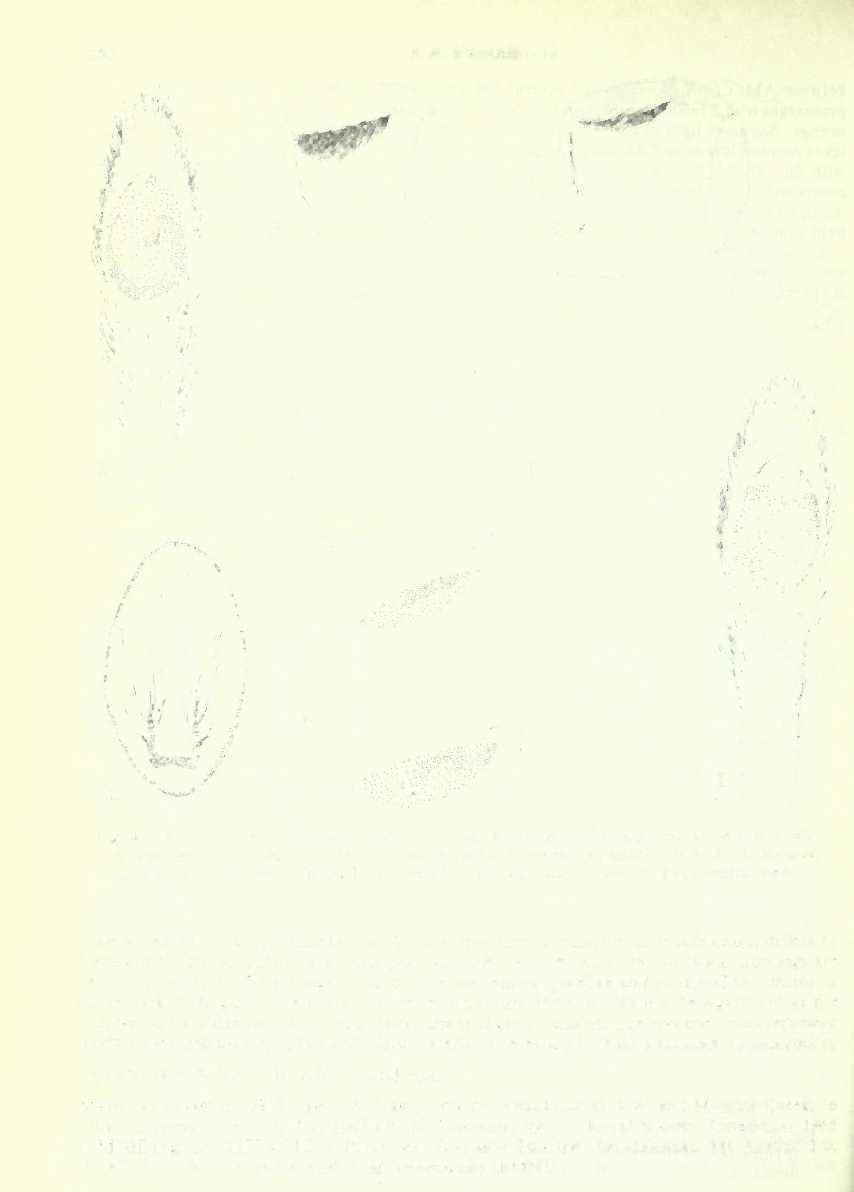 250 F. R. WANLESS Fig. 4 (A, C, D, F, G) Sobasina solomonensis sp. n., holotype <$ (A) palp, ventral view; (G) palp, lateral view; (C) leg I;? (D) sternum; (F) tracheal system, schematic.