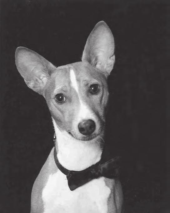 Farewell to a Basenji Hero Benjamin aka Hamilton s Benji of Wacella Oct. 3, 1991 - May 6, 2006 When we got our first basenji, Bungee, we knew about her brother, Benjamin.