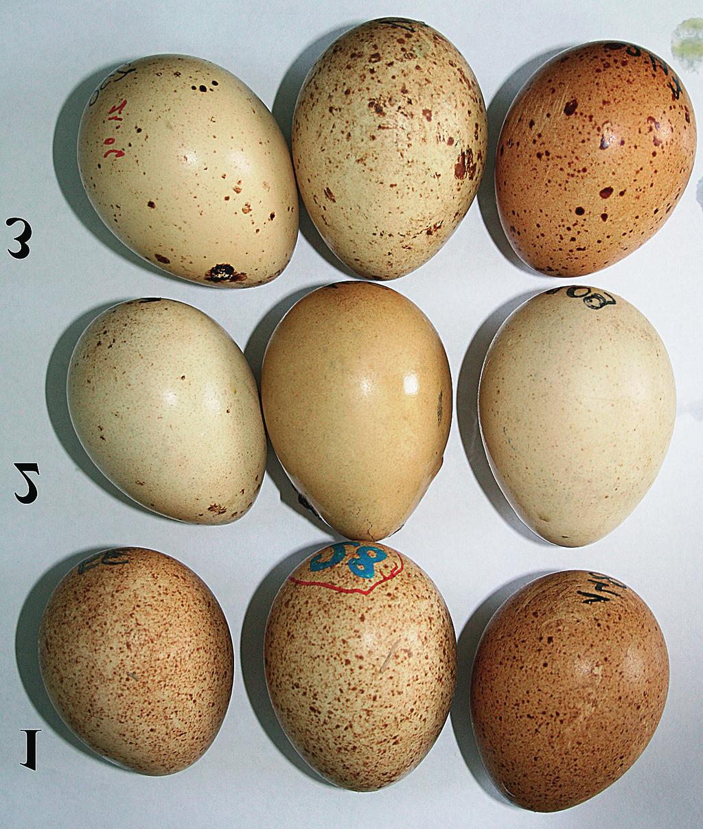 Rosenberger et al.: Capercaillie eggshell pigmentation, maculation and thickness 163 Fig. 1. Types of maculation of Capercaillie eggshells: 1 mottled, 2 smooth, 3 spotted.