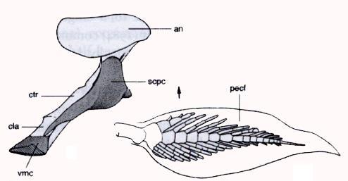 Radials Metaperygial axis An example of a fish: a Lungfish pectoral girdle that has complete compliment of paired dermal elements: anocleithrum, cleithrum, and clavicle.
