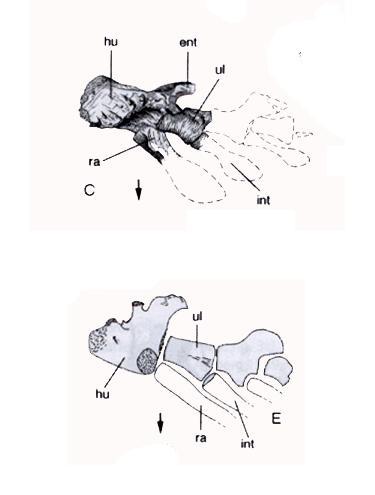 The pectoral fin in osteolepid crossopterygians shows what is considered by many to be the an abbreviate archypterygium.
