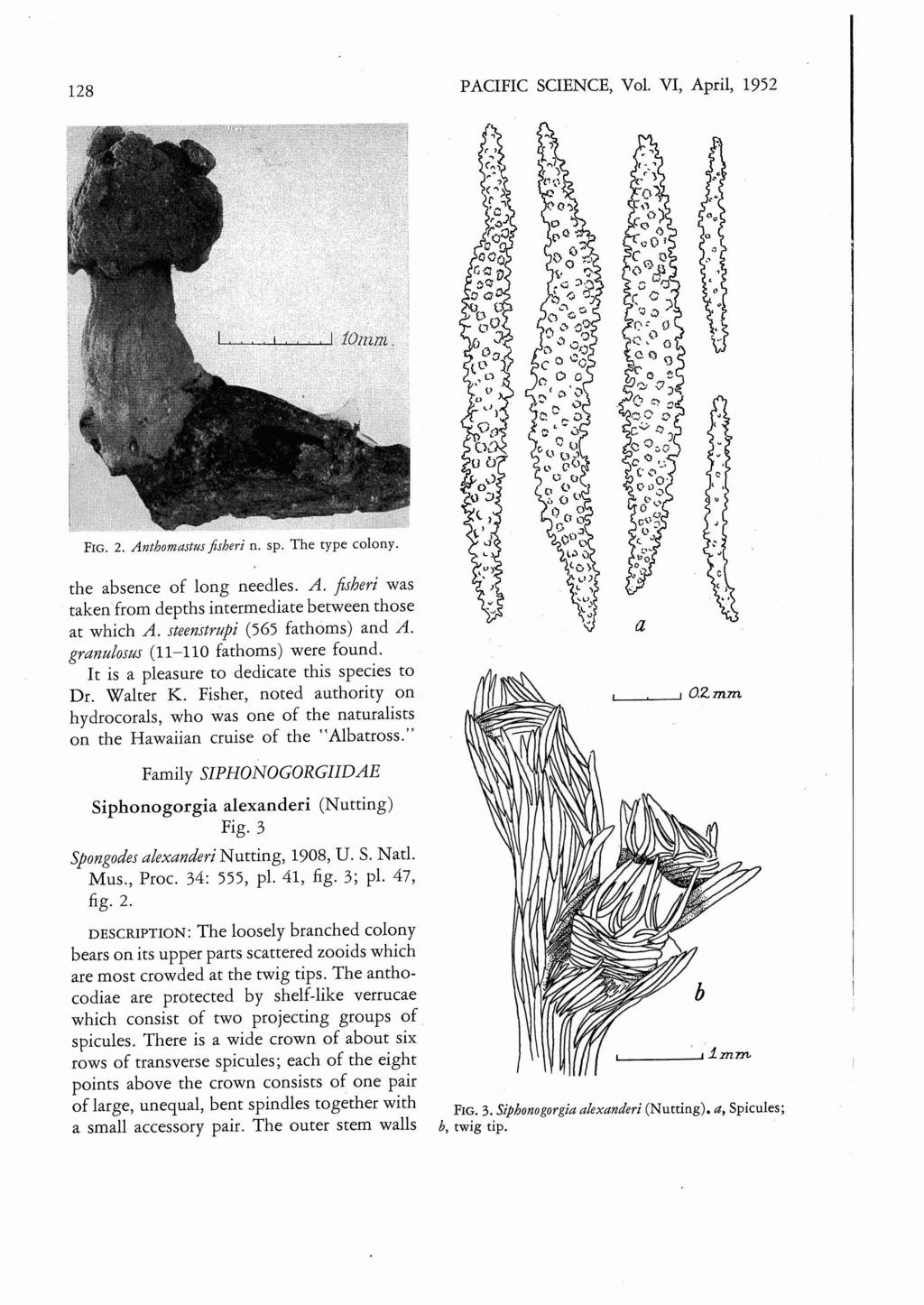 128 PACIFIC SCIENCE, Vol. VI, April, 1952,. FIG. 2. Anthomastus fisberi n. sp. The type colony. the absence of long needles. A. ftsheri was taken from depths intermediate between those at which A.