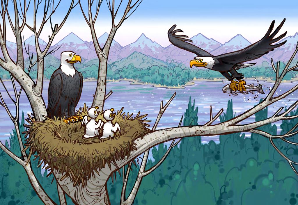 Long ago two bald eagles lived with their two babies in a nest of sticks and branches on the top of a tall tree.