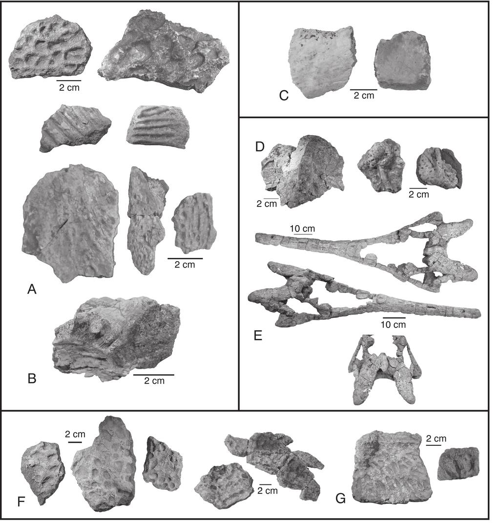 VERTEBRATE FAUNA OF THE TRIASSIC MESA MONTOSA MEMBER 337 FIGURE 3. Vertebrate fossils from the Mesa Montosa Member, Petriﬁed Forest Formation, Coyote amphitheater. A-B, Buettneria sp.