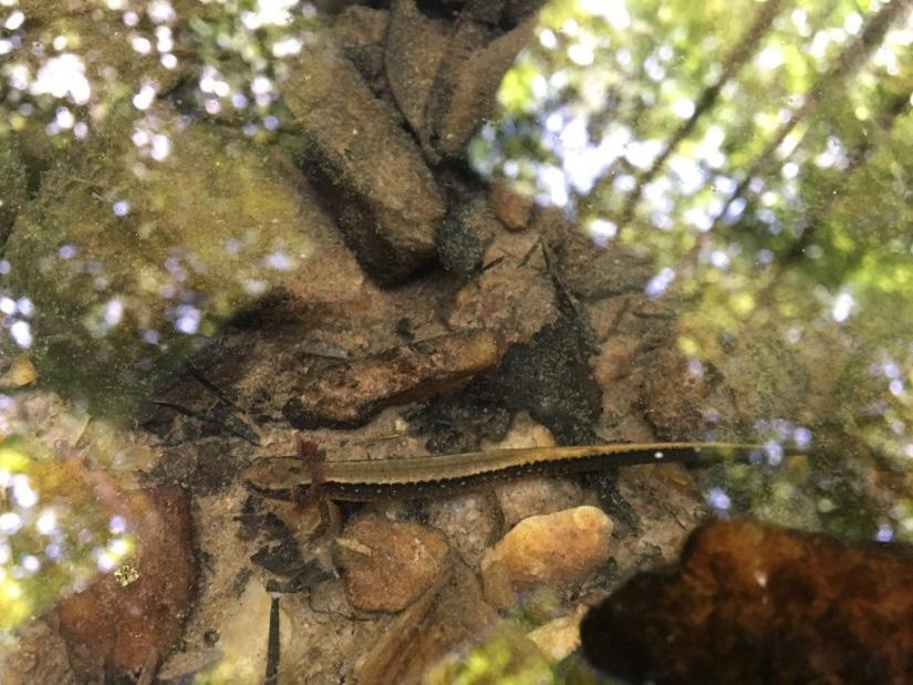 Field Notes Eurycea bislineata (Northern Two-lined Salamander) VA: Orange Co., Stone Woods, Unionville, VA (38 13 36.95 N, -77 52 14.03 W). 14 June 2017. Matthew Neff, Roger Neff, and Michael Neff.