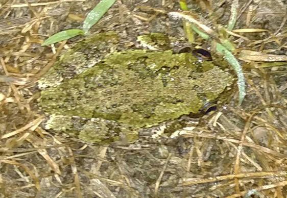 Field Notes Gray Treefrogs have been calling and mating in artificial pools on my property. On the evening of 7 July 2017, I recorded a short video of a male calling.