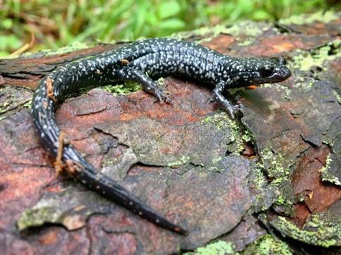 cylindraceus has a light gray to white chin (Mitchell J. and Gibbons W. 2010. Salamanders of the Southeast. University of Georgia Press, Athens, GA 324pp.).
