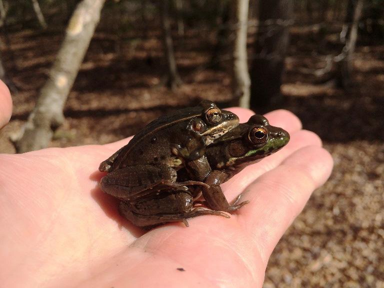 Field Notes Lithobates sphenocephalus (Southern Leopard Frog) and Lithobates clamitans (Green Frog). VA: King William County, Zoar State Forest. 11 March 2016. John (J.D.) Kleopfer and Ben Lewis.