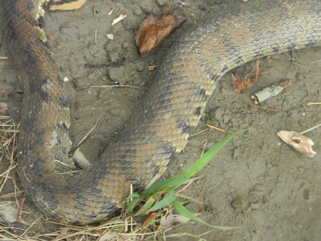 Field Notes Agkistrodon piscivorus piscivorus (Cottonmouth) VA: Southampton Co., Signpost Road (Co. Rt. 658) between the town of Newsoms and the intersection with Greenhead Signpost Road (Co. Rt. 675), 31 August 2016 Wendell Cooper.