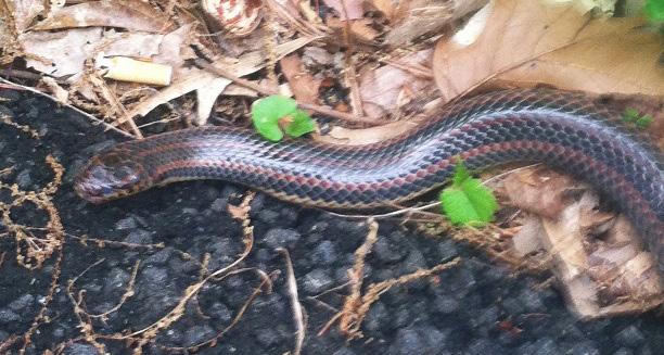 Field Notes Farancia erytrogramma (Common Rainbow Snake) VA: Williamsburg City, Yates Hall (37.271481 N, -076.716360 W) of The College of William and Mary. 13 April 2014.