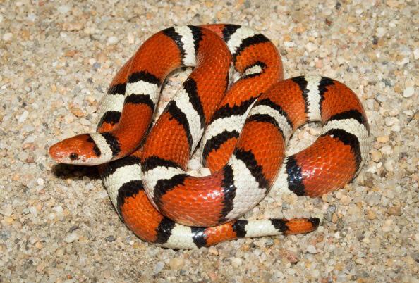 Field Notes Lampropeltis elapsoides (Scarlet Kingsnake) New Kent County, Virginia. 17 & 18 May 2017. Exact location intentionally withheld due to risk of collecting pressures.