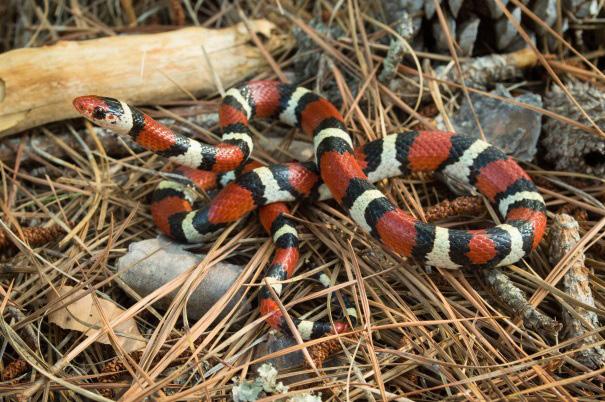 County Record: In Virginia, the Scarlet Kingsnake (Lampropeltis elapsoides) has only occurred in Bedford, Chesterfield, Nelson, Sussex, Virginia Beach, South Hampton and Pittsylvania Counties