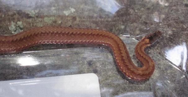 Field Notes Storeria occipitomaculata occipitomaculata (Northern Red-bellied Snake) VA: Orange Co., Stone Woods, Unionville, VA (38 13 40 N, 77 52 24 W). 6 June 2017.