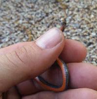 Catesbeiana 2017 37(2) Storeria occipitomaculata occipitomaculata (Northern Red-bellied Snake) VA: Hanover Co., 13450 Cross Rd. (37.784329, -77.493521), and at 20280 Ben Gayle Rd. (37.963806, -77.