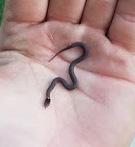 County Record: On May 15, 2015 I was checking under artificial cover hoping to find and photograph mole kingsnakes that I had previously located there, when I came across a single adult Red-bellied