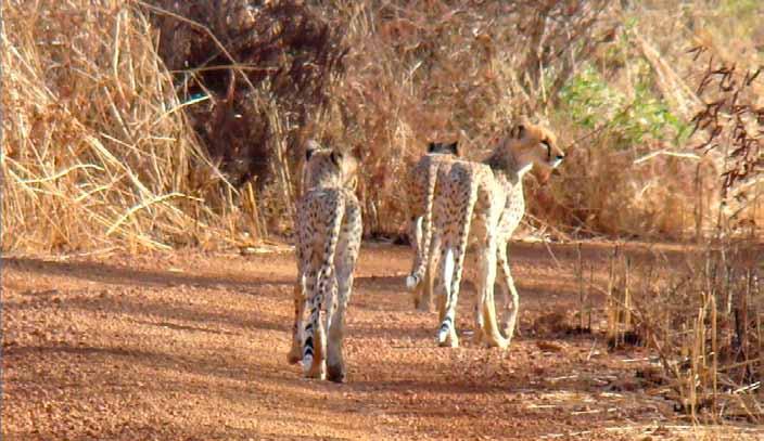 National Action Plan for cheetah and wild dog in Niger Parc National du W, Niger, 29 January to 3 February 2012 CACP Since wildlife conservation policy is formulated, authorized and enforced at the
