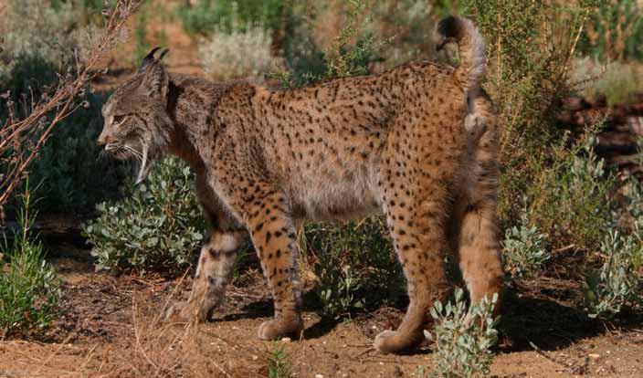 Terminal Evaluation of the WWF Iberian Lynx Conservation Project 2008 2011 July 2011 08 Since the Iberian lynx Lynx pardinus has been listed as Critically Endangered in the IUCN Red List in 2002, it