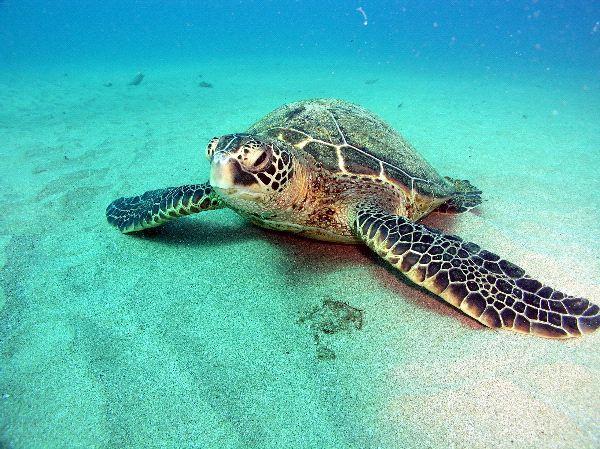Sea Turtles - Green The green sea turtle is the only vegetarian It is called the green sea turtle because the fat in its body is slightly green as a result of its diet of