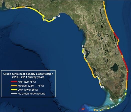 Interestingly, green sea turtles are now nesting as far north as North Carolina Each summer, dozens of nesting reports for green sea