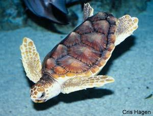 Sea Turtles - Loggerhead The loggerhead sea turtle is the least vulnerable of the sea turtles with