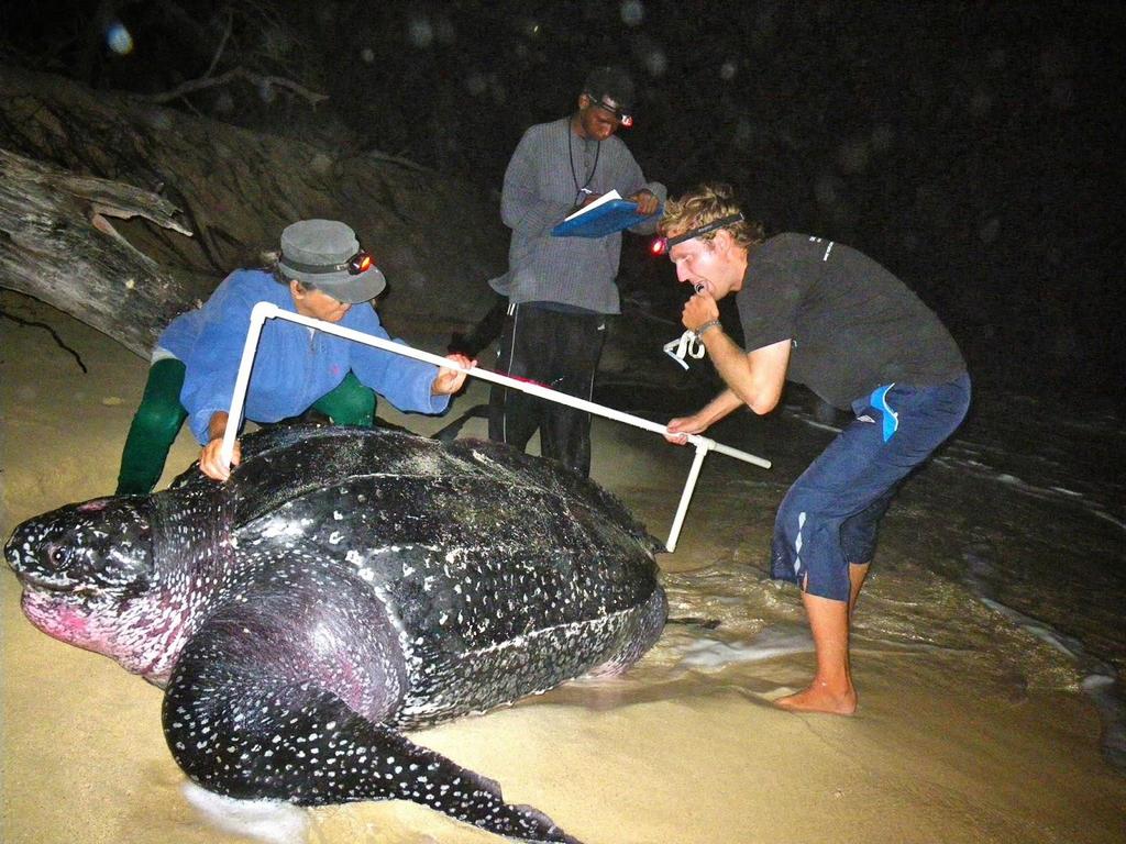 The leatherback is the largest of the sea turtles reaching over 6 ft and 1000 lbs These