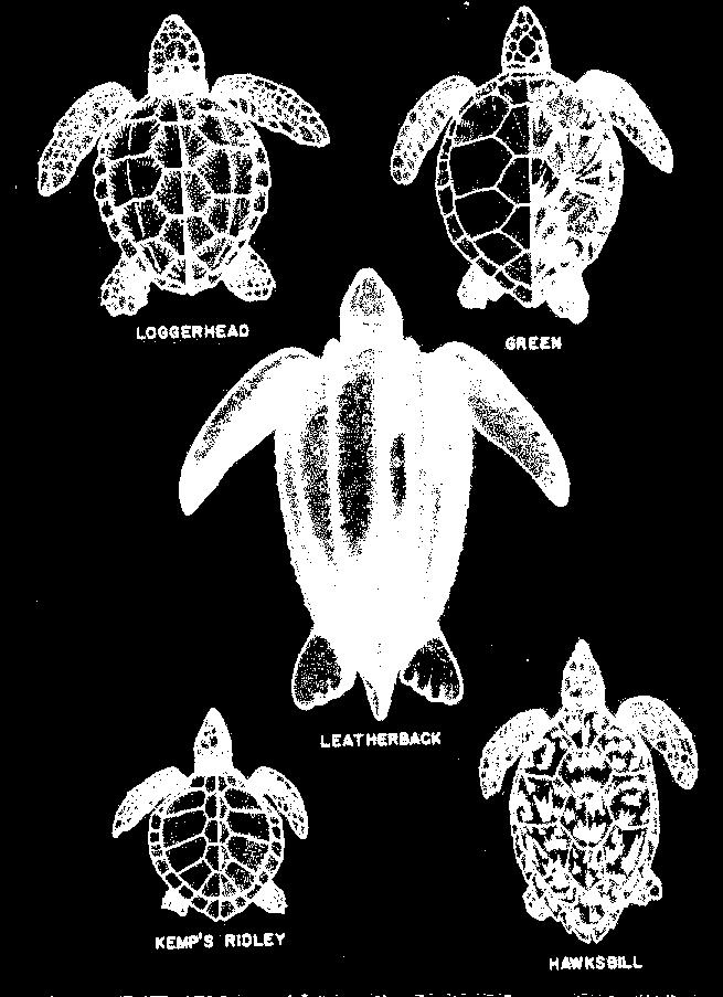 Sea Turtles - Species Seven or eight species of sea turtles exist today: Leatherback sea turtle Loggerhead sea turtle Hawksbill sea turtle