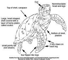 Sea Turtles - Anatomy Upper shell known as the carapace Lower shell known as the plastron The ribs are