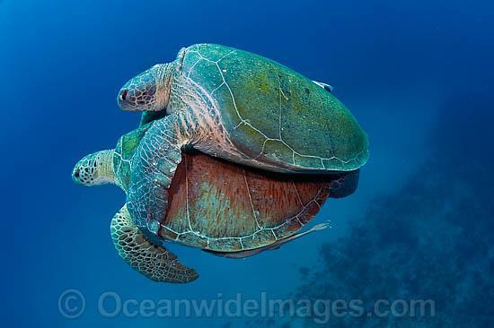 Sea Turtles - Reproduction Sea turtles breed at sea Internal fertilization occurs Females can