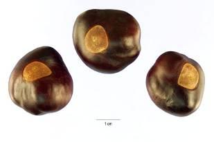 Some believe the Buckeye name was given due to their deep, rich, dark mahogany colour, similar to the Buckeye nut, others believe the breed was named after the Buckeye State from whence they came.