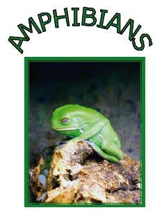 In a process called metamorphosis, baby amphibians change and grow into adult amphibians.
