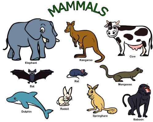 - Mammals have (a protecting covering of) fur or hair. - They breathe (in oxygen from air)with (their) lungs.