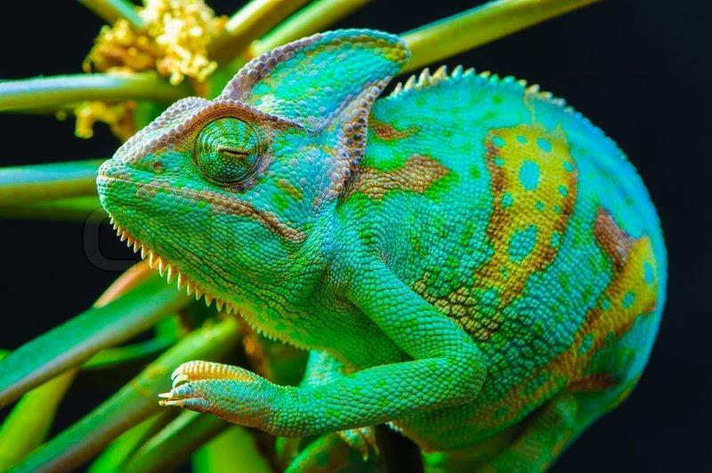 Daniel s PET I used to have an pet. It was a chameleon. His name was Rango. A chameleon can chance colors.
