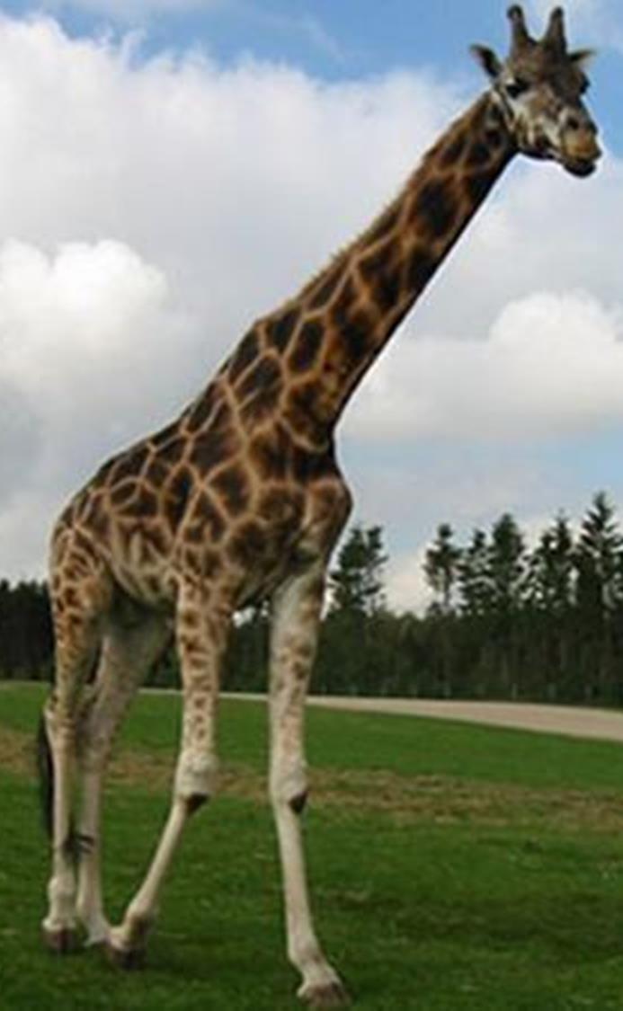 Rasmus Giraffe. I don t have a pet. I don t really like animals. If I had to get an animal, I would like a giraffe. His name should be Hassan.