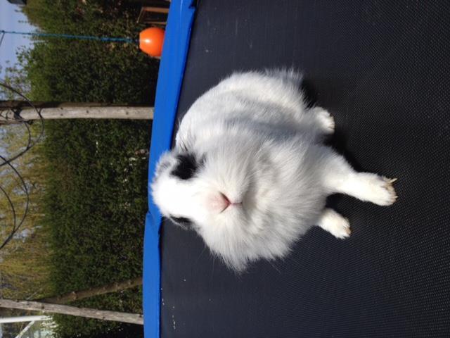 Emma s pet My rabbits name is ninus. It is 1 years old. Ninus loves carrots. I love my rabbit.