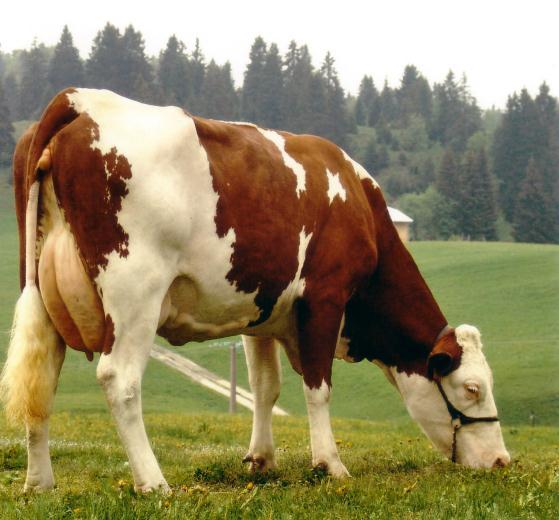 ONZE JB FR 3998006455 ISU 119 FAUCON x BOIS LEVIN Rel: 94 215 daughters 177 herds INEL 22 Protein lbs 37 Fat lbs 66 Protein % -.05 Fat %.