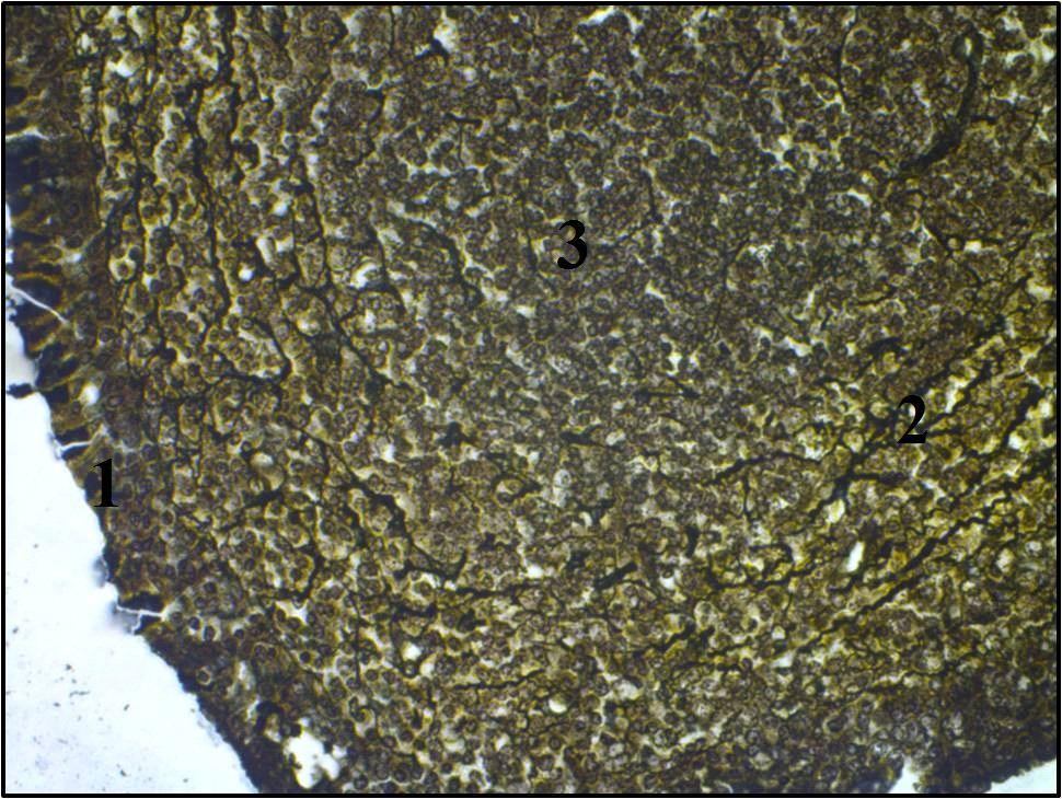 466 INDIAN JOURNAL OF ANIMAL RESEARCH Fig 3: C.S. of pharyngeal tonsil showing follicle-associated epithelium and reticular fibers (6 month). Gordon and Sweet silver impregnation method X 400 1.