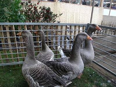 The reason for this: the Wieringerland Show has a unique concept for penning waterfowl, which is certainly worthy of imitation. All ducks and geese are showed in spacious pens and on grass sods.