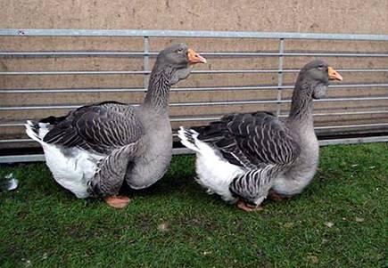 Chinese Geese are smaller than African Geese.