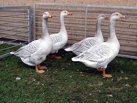 We admired the blue Steinbacher geese.