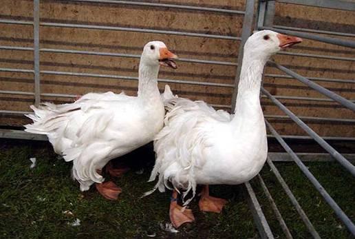 (Photo left) The African goose is very imposing due to its lenght and posture.