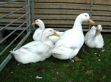 The American Pekin is only slightly upright.