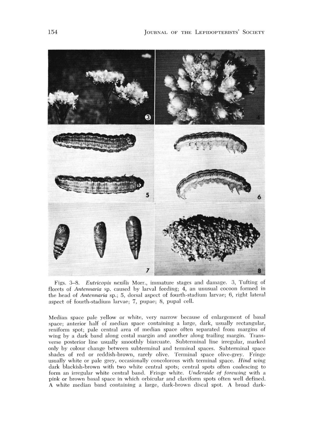154 JOURNAL OF THE LEPIDOPTERISTS' SOCIETY,, T Figs. 3-8. Eutricopis nex'ilis Morr., immature stages and damage. 3, Tufting of florets of Antennaria sp.