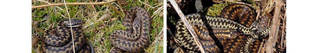 The Glasgow Naturalist (online 2013) Volume 25, xx-xx Annual cycles Adders Adders were first observed on the 18 March when both males and females of various ages were found, one week after the